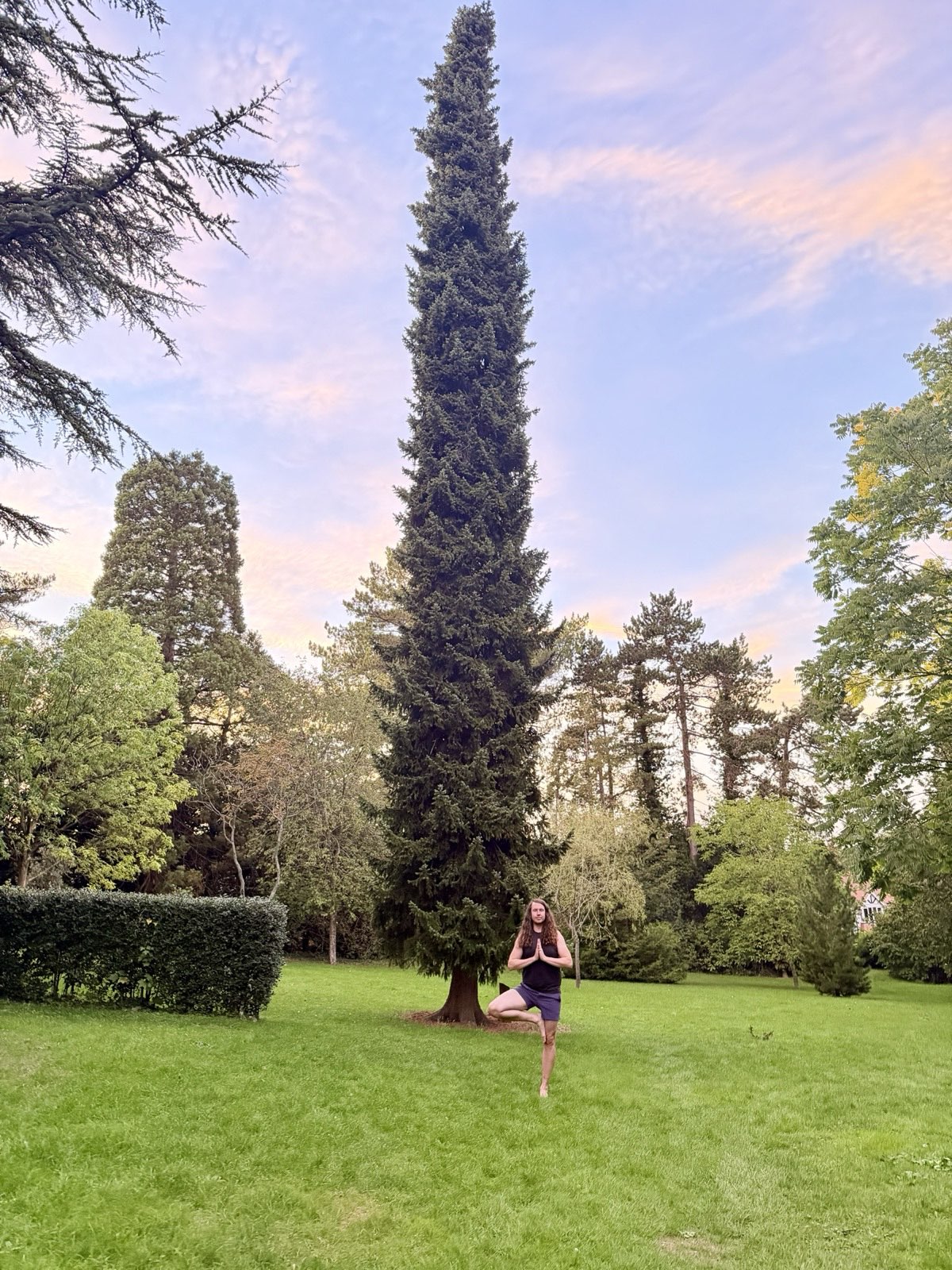 Ben in tree pose on the grass at dusk, dwarfed by a tall conifer